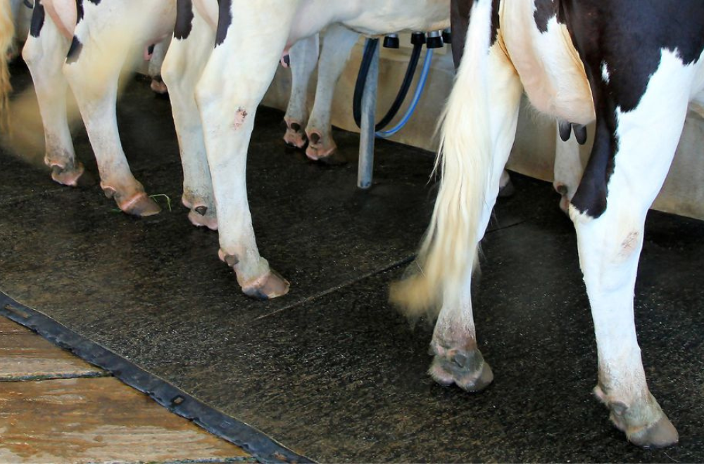 4 grandes custos das doenças de casco em bovinos leiteiros
