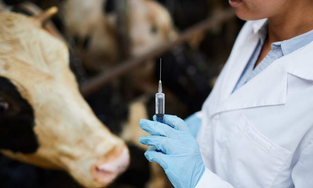 Janela imunológica: construção da imunidade bovina contra parasitas