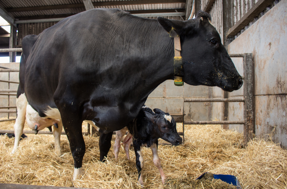 Manejo de vacas leiteiras no pós-parto