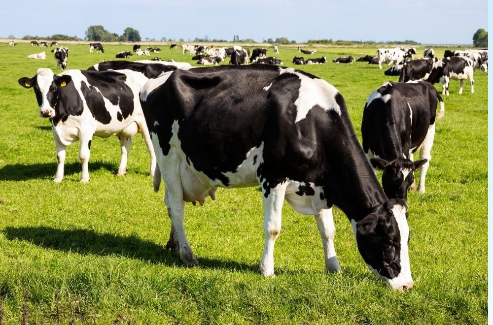 Vacas discretas: Seleção genética eficiente para a produção e fertilidade