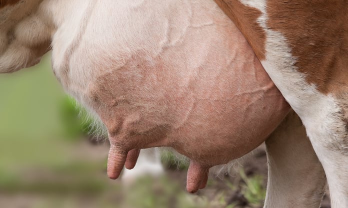Conheça os diferentes graus da mastite clínica