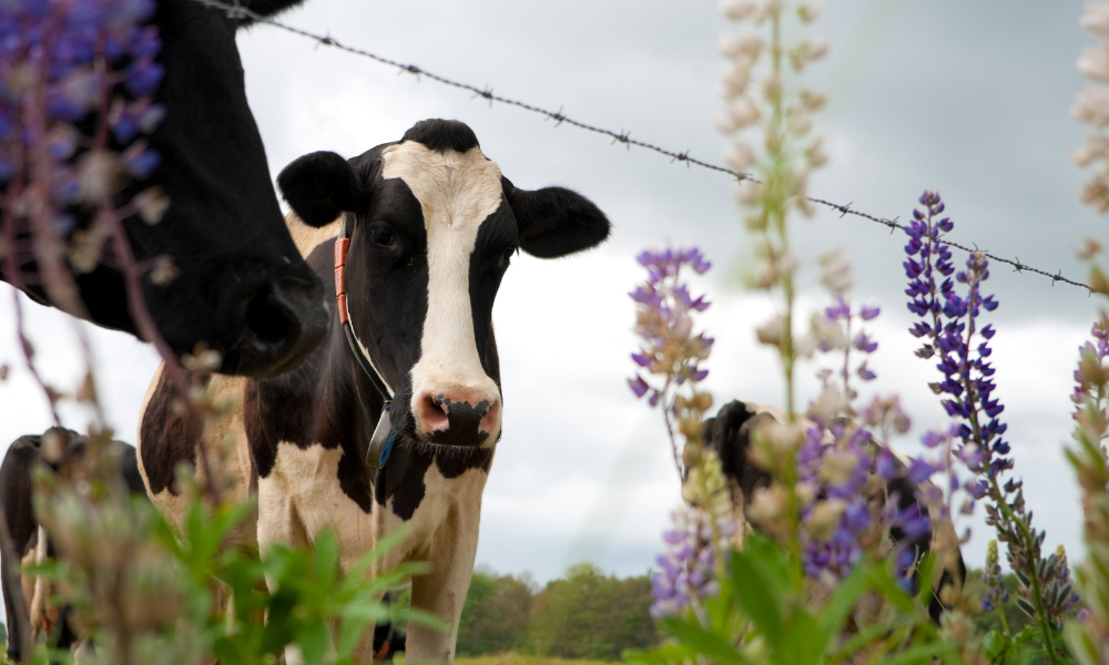 Importância e impacto do período de transição para uma vaca leiteira