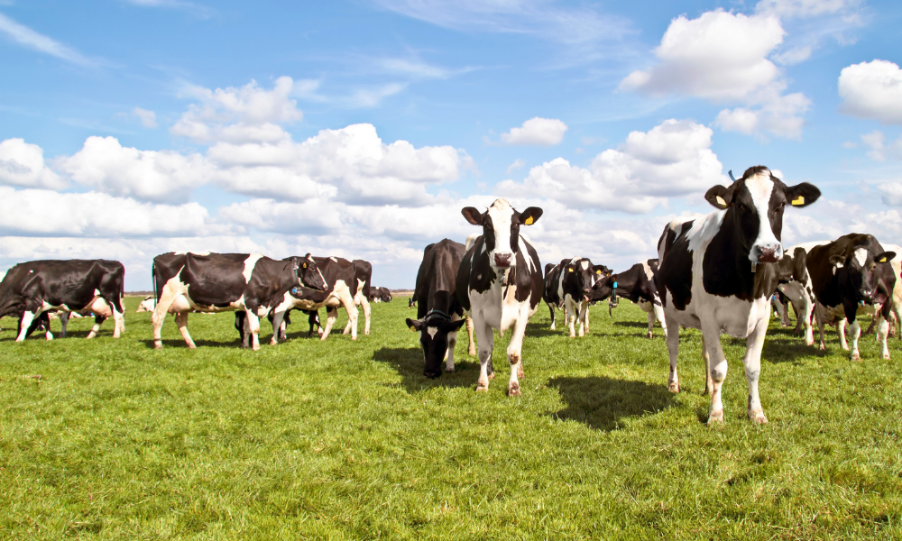 Leucose bovina e seus prejuízos para a bovinocultura leiteira
