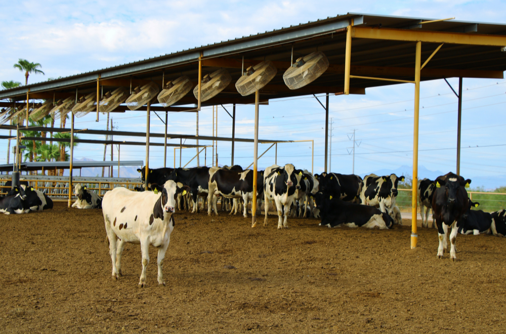 Mecanismos de resfriamento de vacas leiteiras