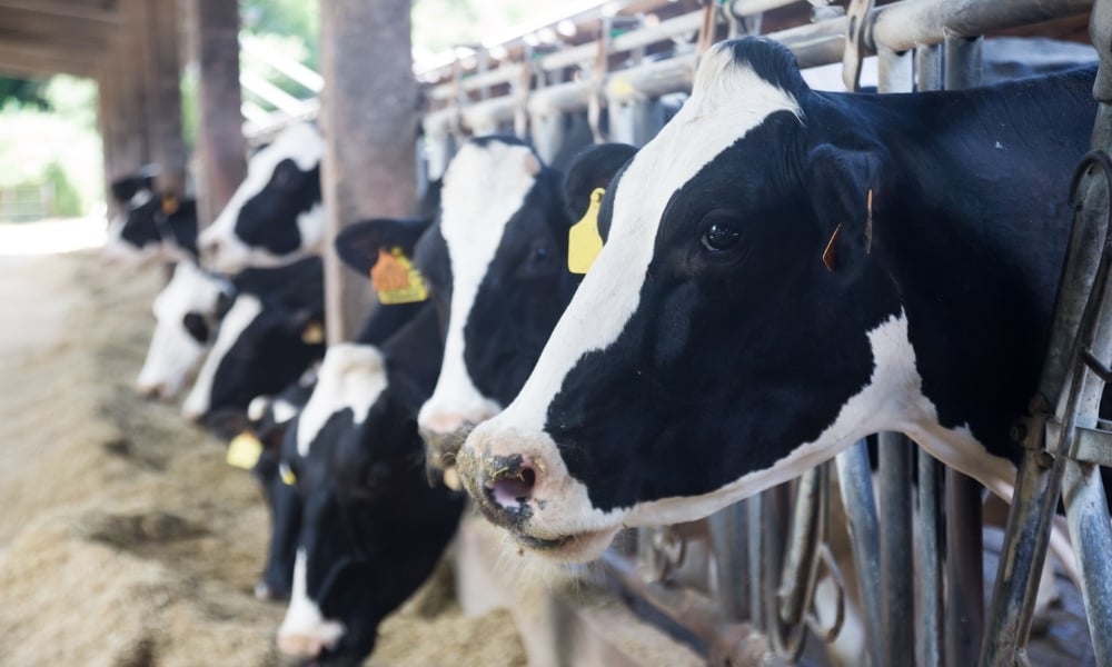 Mineralização de vacas leiteiras