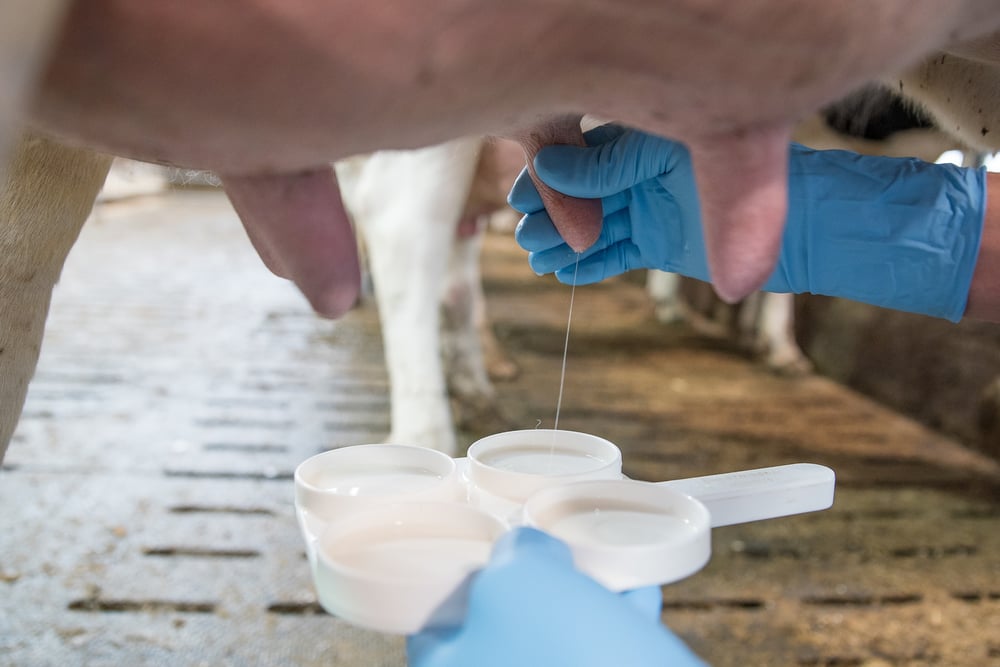 Como reduzir casos de mastite através do correto manejo de higiene na ordenha