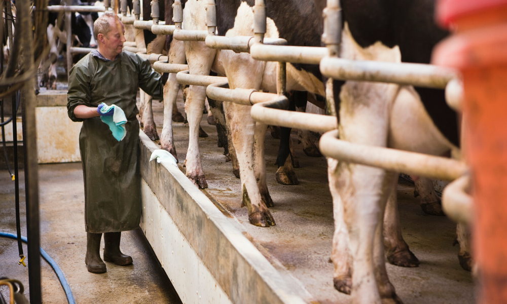 O impacto econômico da mastite na cadeia produtiva do leite