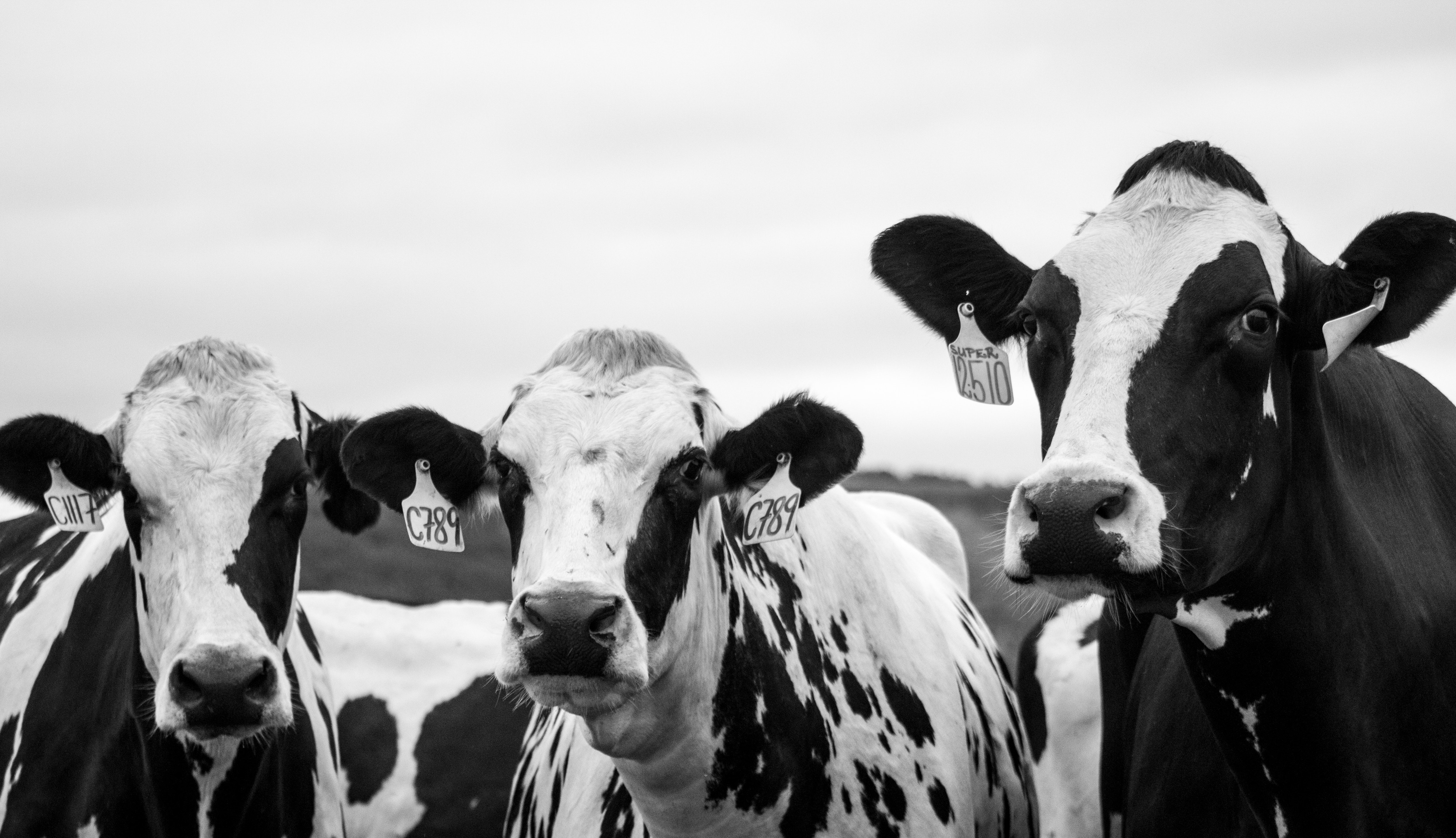 O uso de dejetos com fertilizante na fazenda