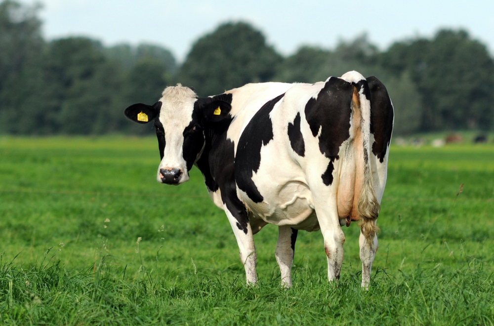Papilomatose bovina qual sua importância e como tratar