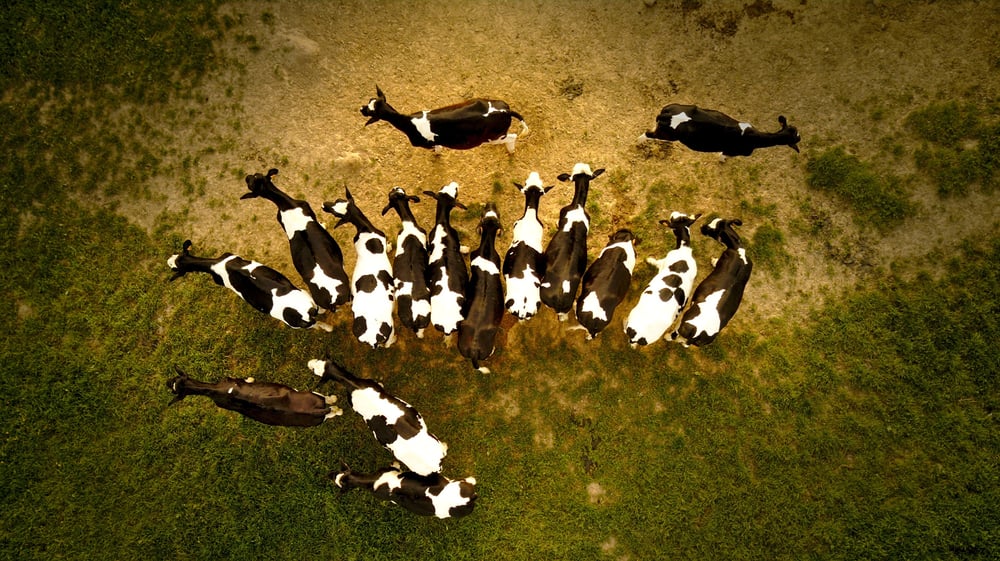 Passo a passo para a solução de problemas na fazenda de leite