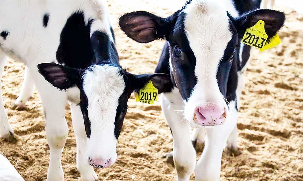 Pasteurizador de leite no aleitamento de bezerras