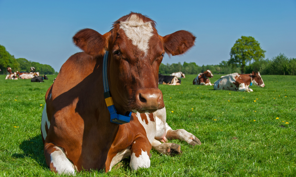 Por que é importante garantir o conforto das vacas ao deitar