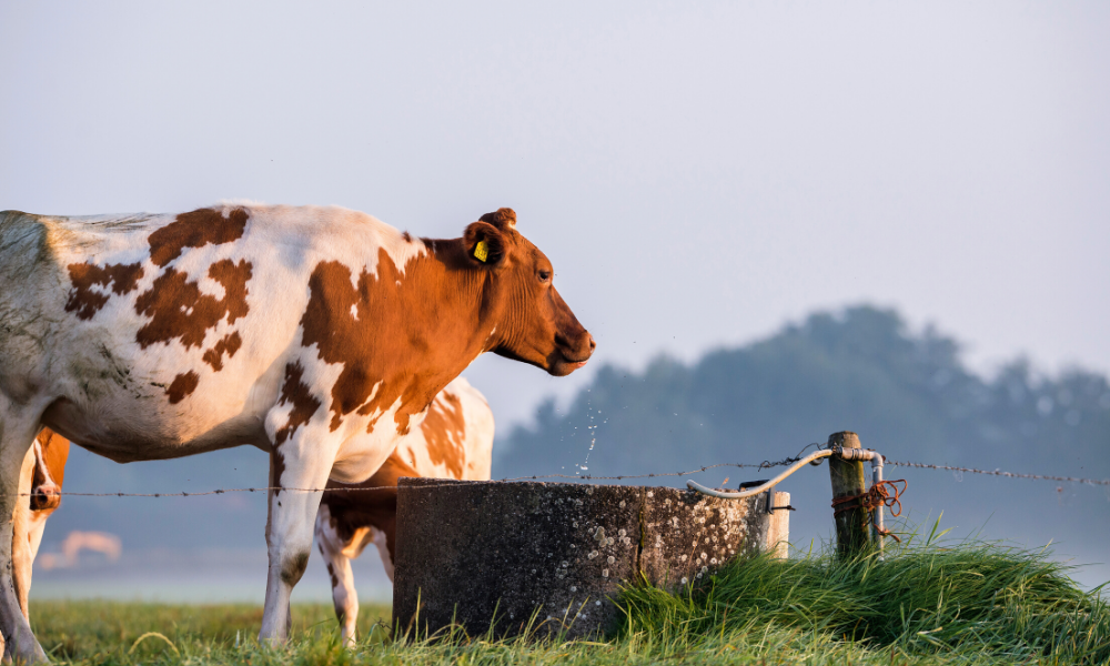 10 dicas para o controle de verminoses em bovinos no período seco