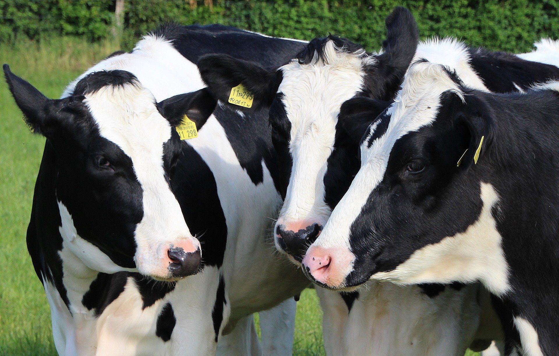 Protocolo de Indução à Lactação visando o custo benefício em vacas leiteiras