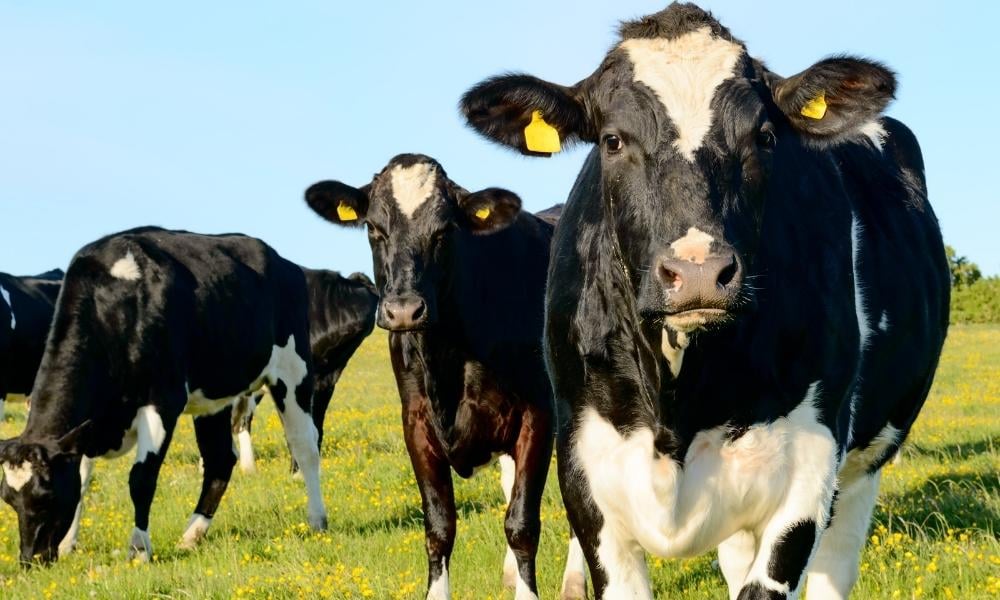 Raiva bovina doença que causa grandes impactos econômicos