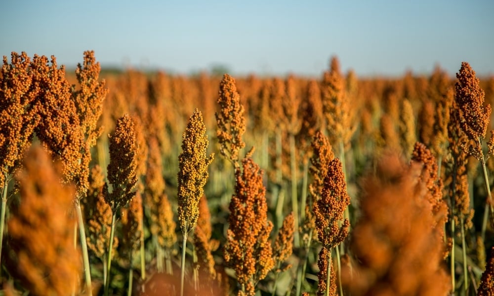 Sorgo.jpg?width=1000&name=Sorgo