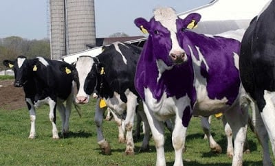 Teoria da vaca roxa: como se destacar entre os concorrentes?