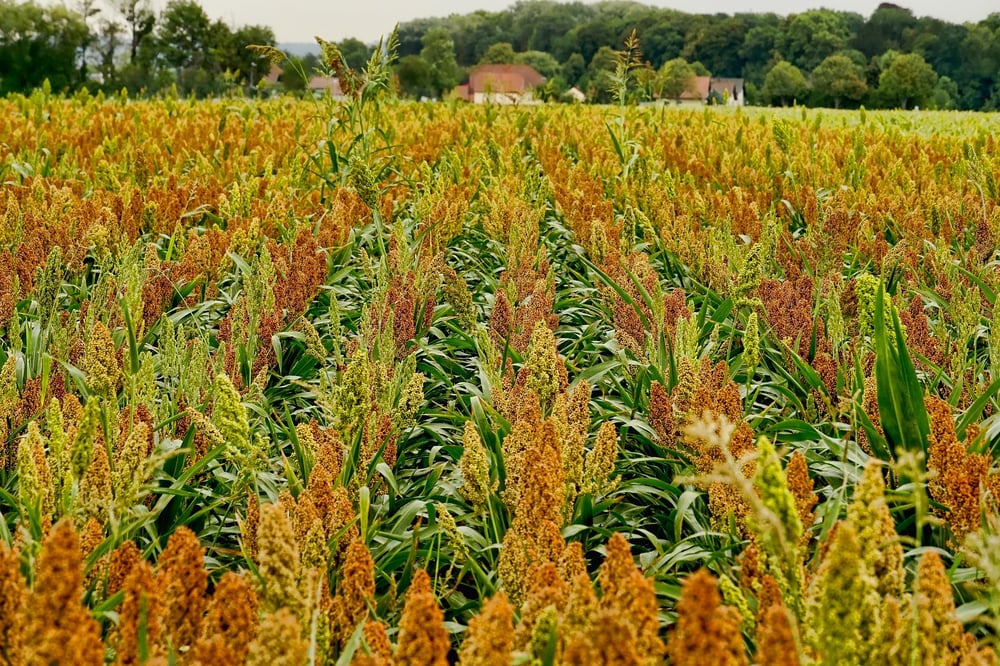 Vantagens e desvantagens da silagem de sorgo