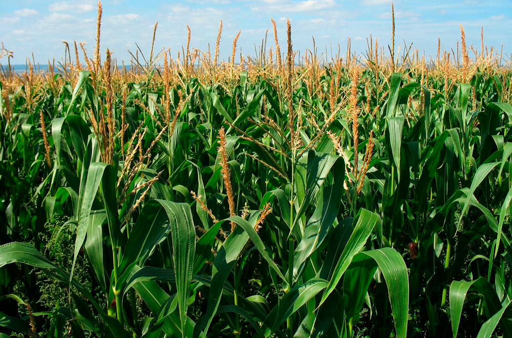 Viabilidade de produção de milho safrinha para silagem em 2019