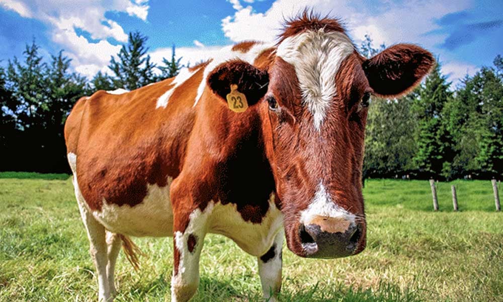 Agronegócio brasileiro