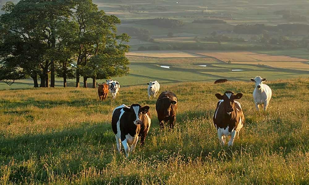 Agropecuária brasileira