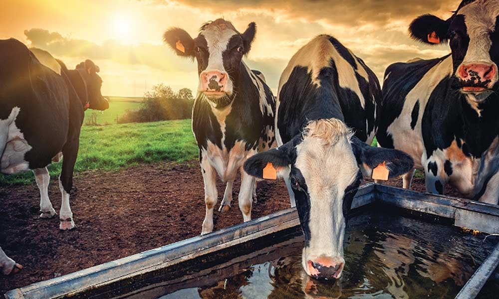 Água para vacas leiteiras