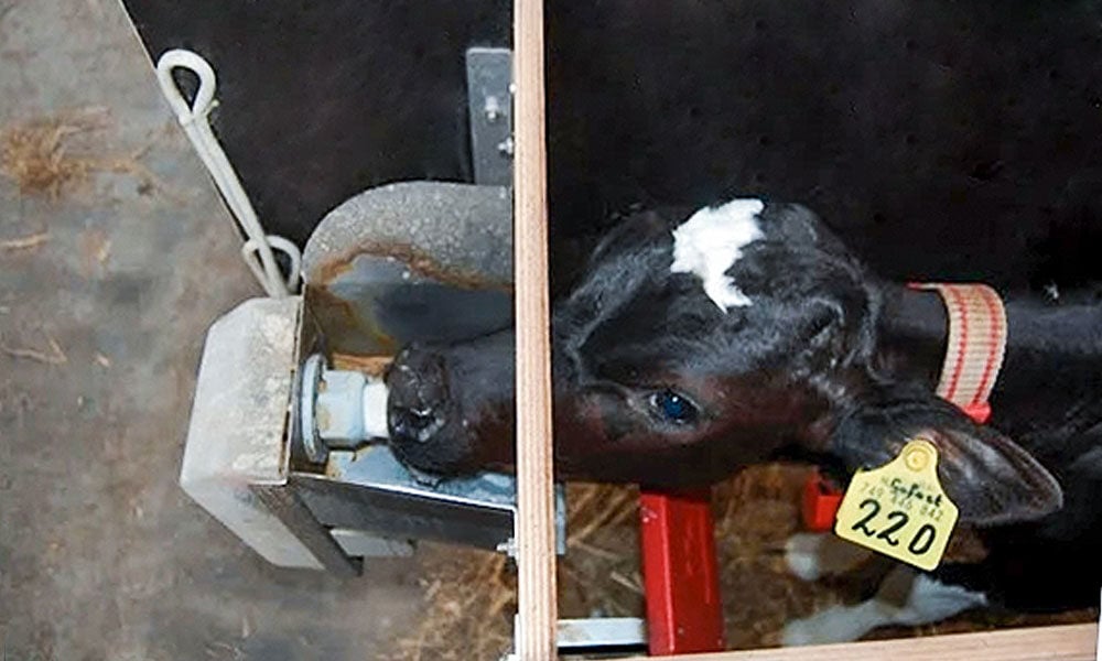 Alimentador automático na criação de bezerras