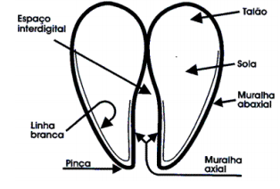 anatomia dos cascos