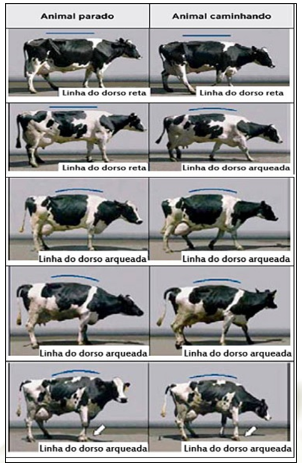 avaliação do escore de locomoção