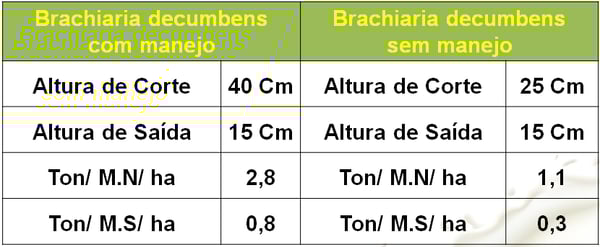 bachiaria decumbes com e sem manejo