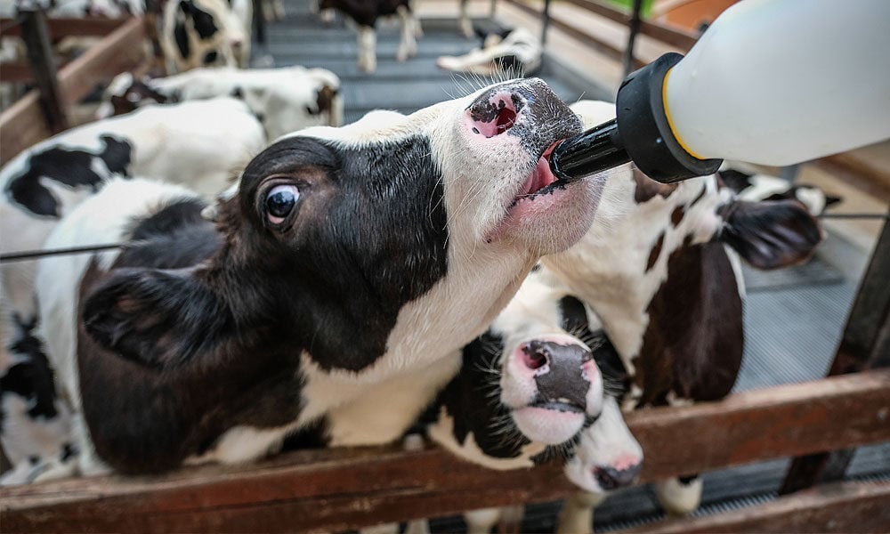 FUNDAÇÃO ROGE: bezerra consumindo alimento de um banco de colostro bovino