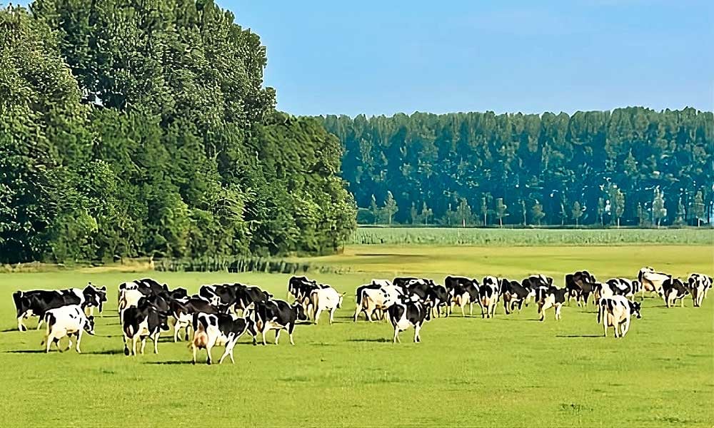 Cadastro Ambiental Rural CAR