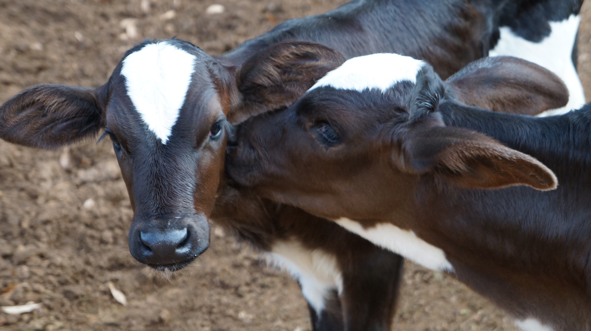 calf-834455_1920 (1)