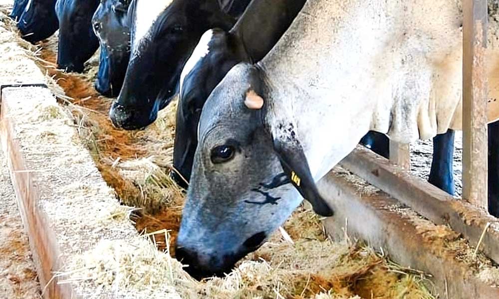 Como plantar cana-de-açúcar para alimentação bovina