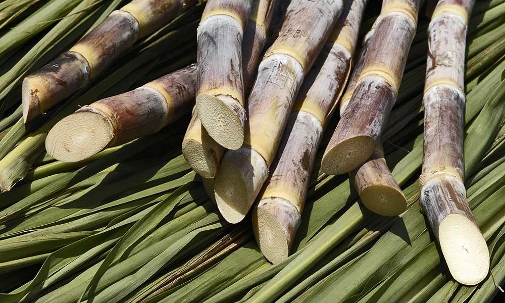 Vantagens da cana-de-açúcar na alimentação bovina