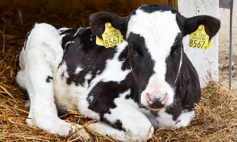Colostro bovino para bezerras