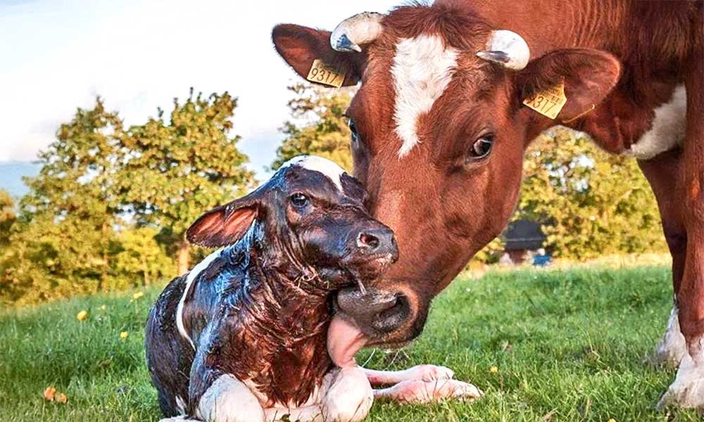 Como reduzir partos dificeis em vacas