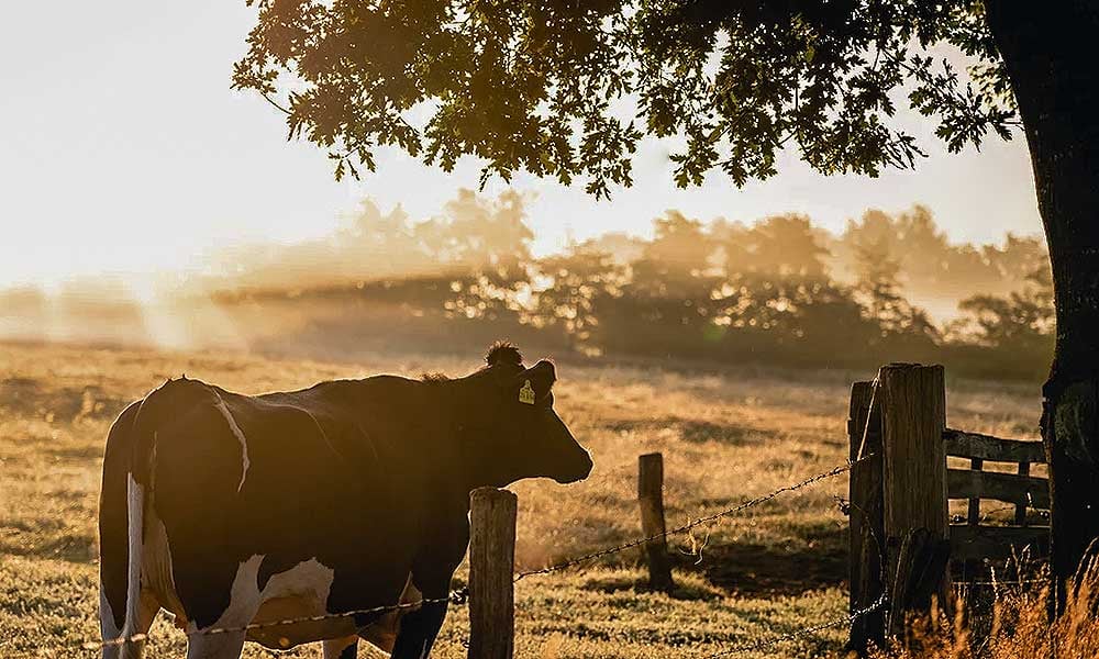 Como tratar deslocamento abomaso