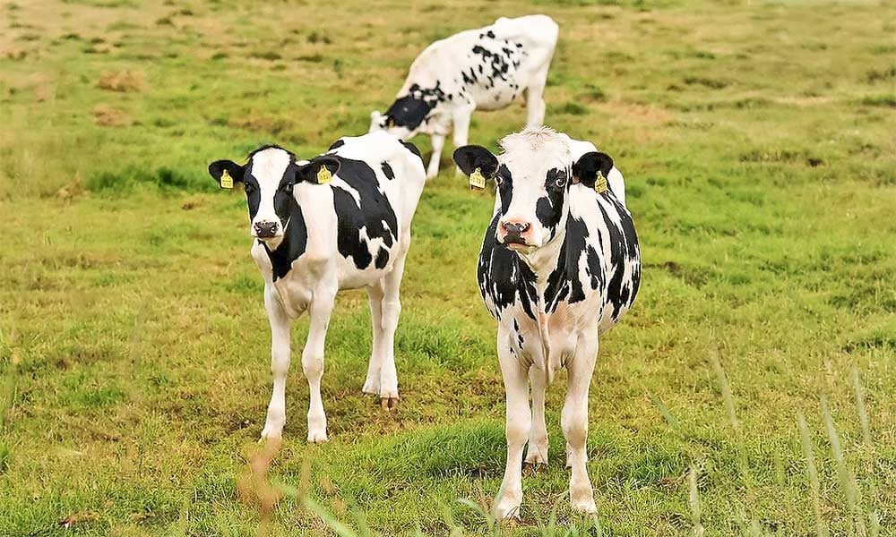 Cruzamento consanguineo em rebanho leiteiro