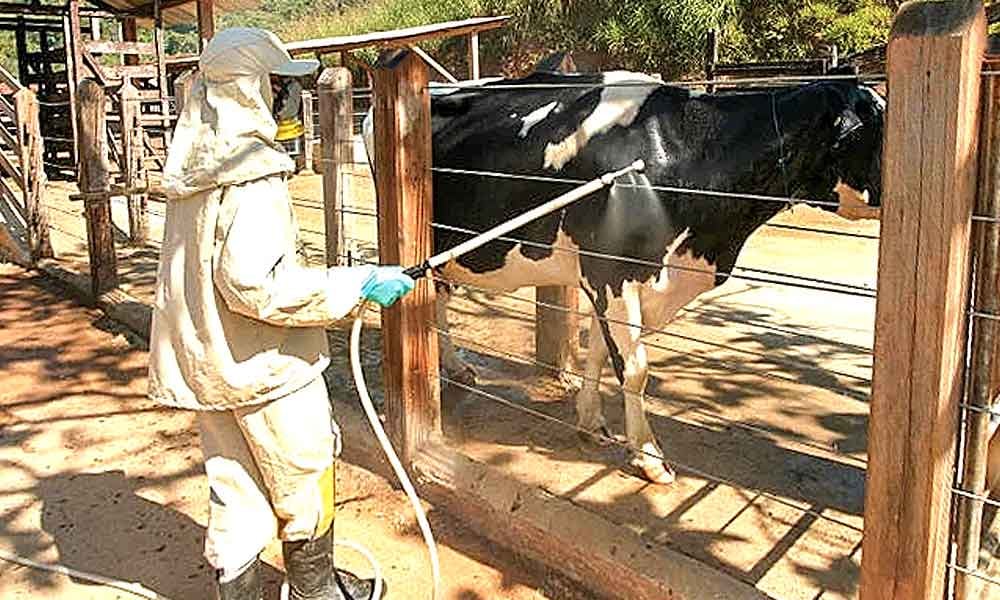 Controle de carrapatos no rebanho leiteiro