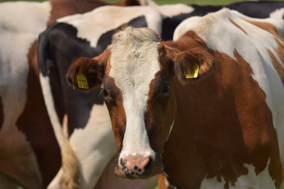 Prevenção é a melhor atitude contra a Raiva Bovina