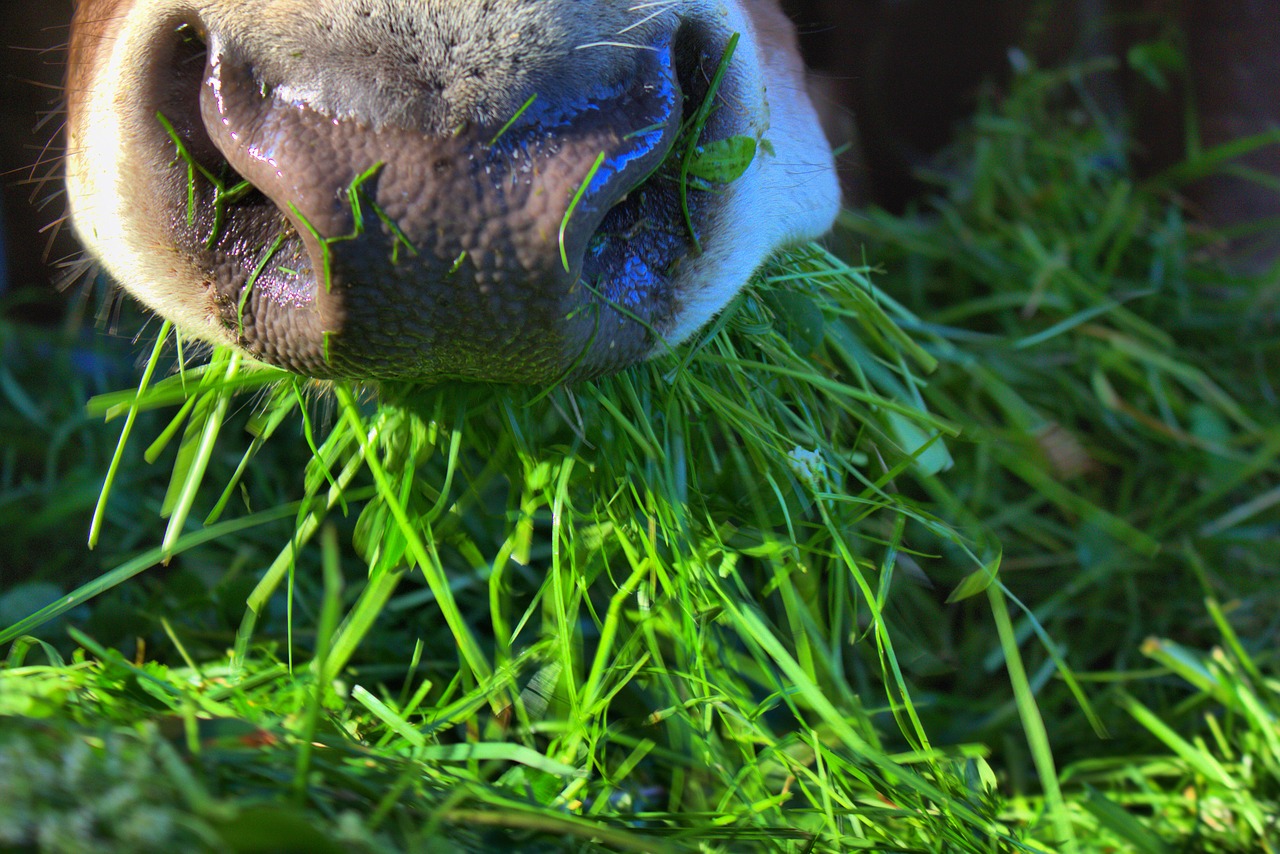 alimentação no pré-parto de vacas leiteiras