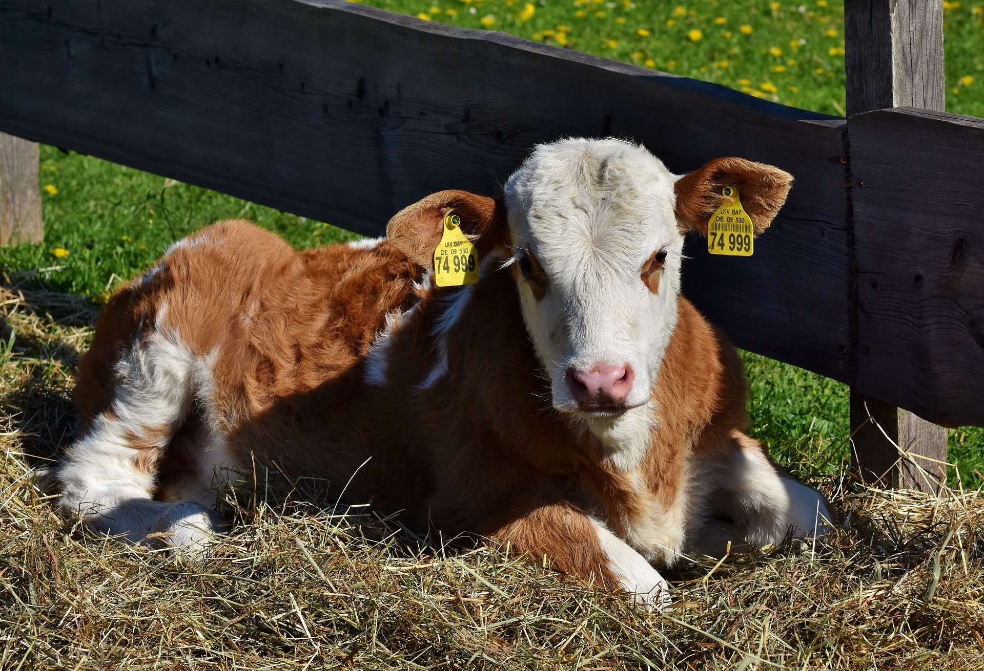cow-3357534_1920