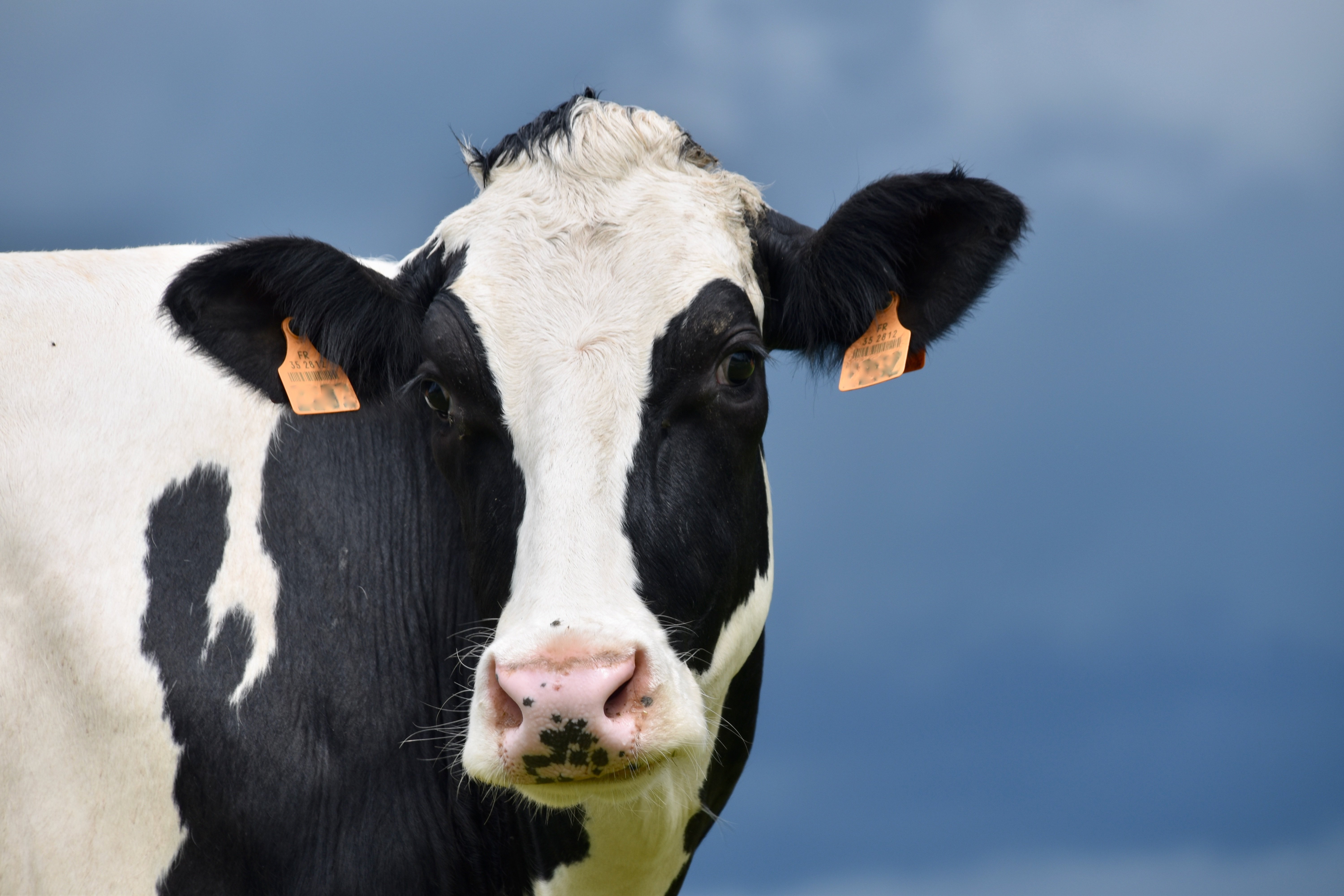 cow-4269568