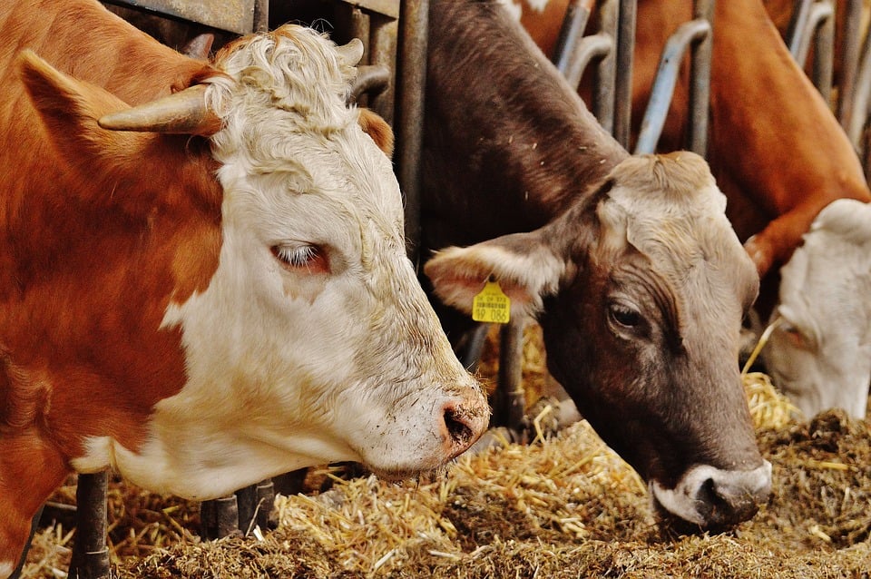Qual é o melhor sistema de produção para começar a criação de gado leiteiro?