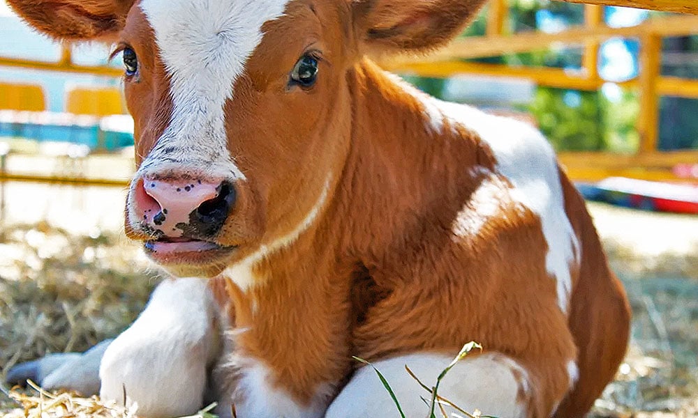 Criação de bezerras leiteiras