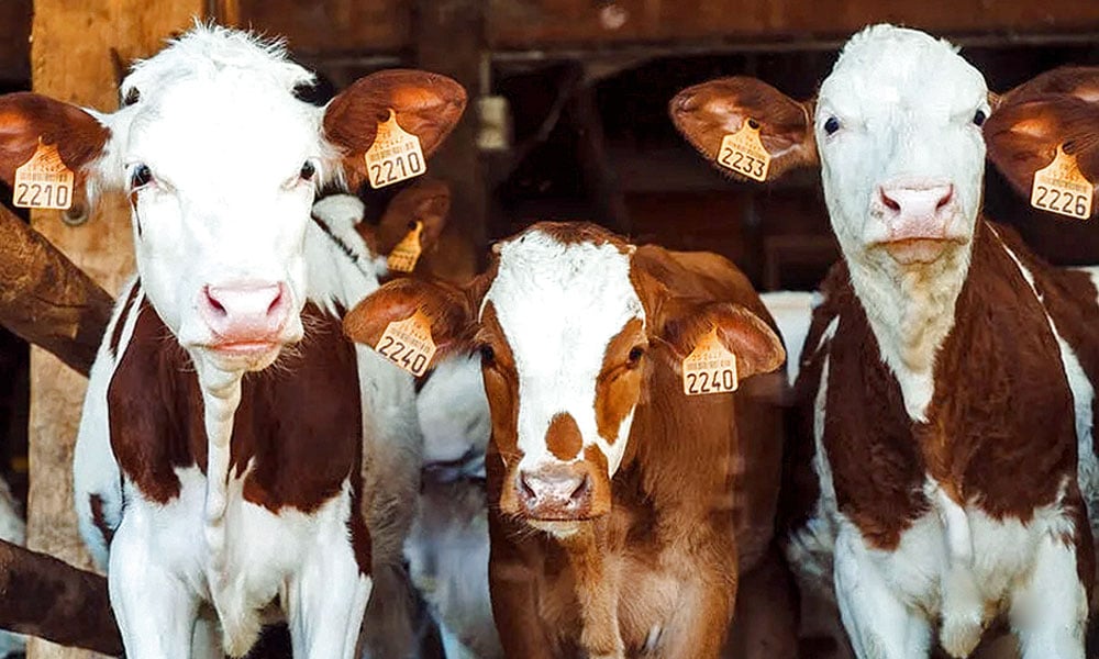 Criacao de bezerras - cuidados fundamentais