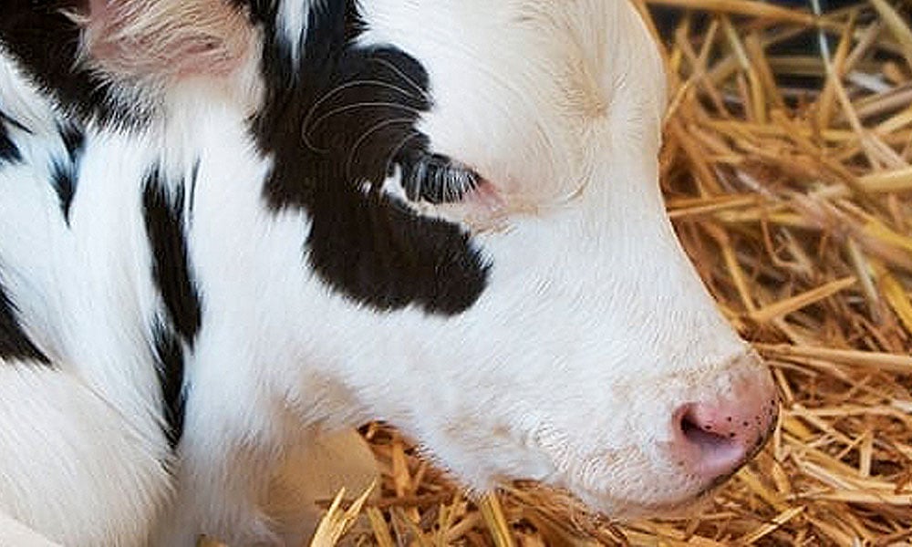 Cria e recria no gado de leite