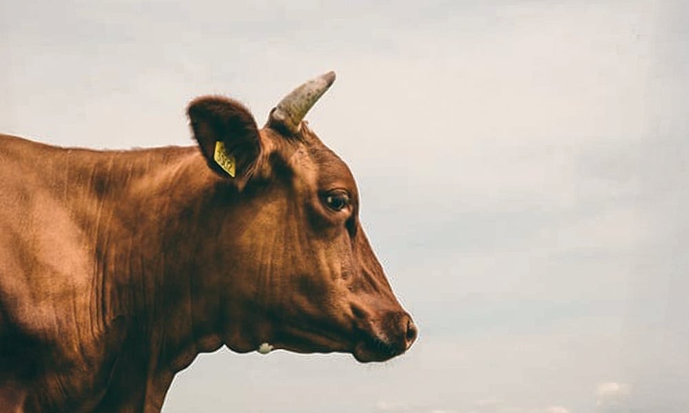 Gerenciamento do descarte de vacas leiteiras