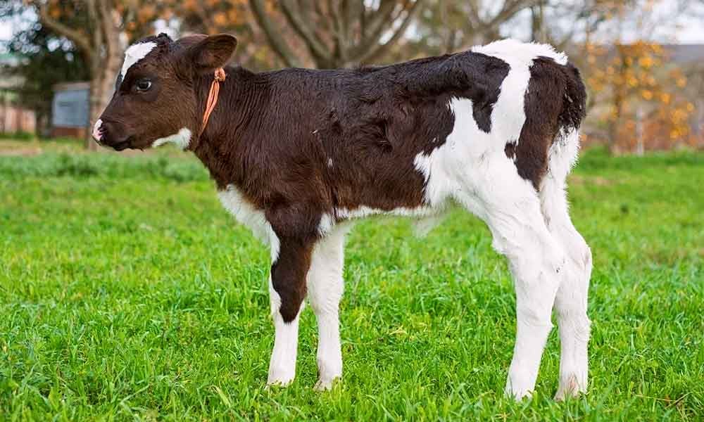 4 doenças mais comuns em bezerras